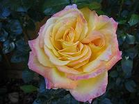 A photo of a yelllow rose